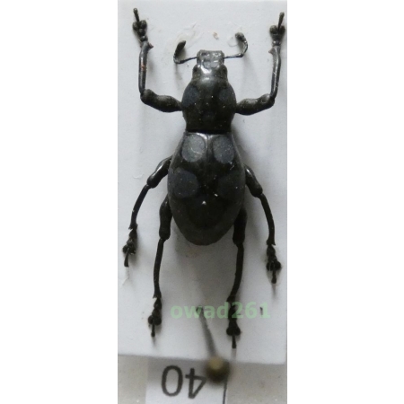 Pachyrhynchus sanchezi Heller, 1912 male Philippines40